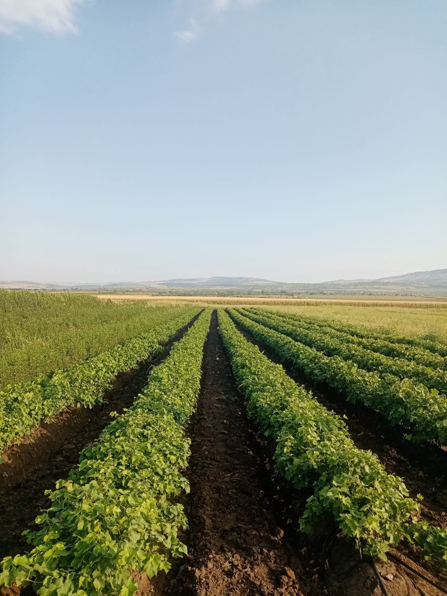 Pepiniera de viță de vie CHEVITIS din Buzău — rânduri verzi de butași sub cerul senin