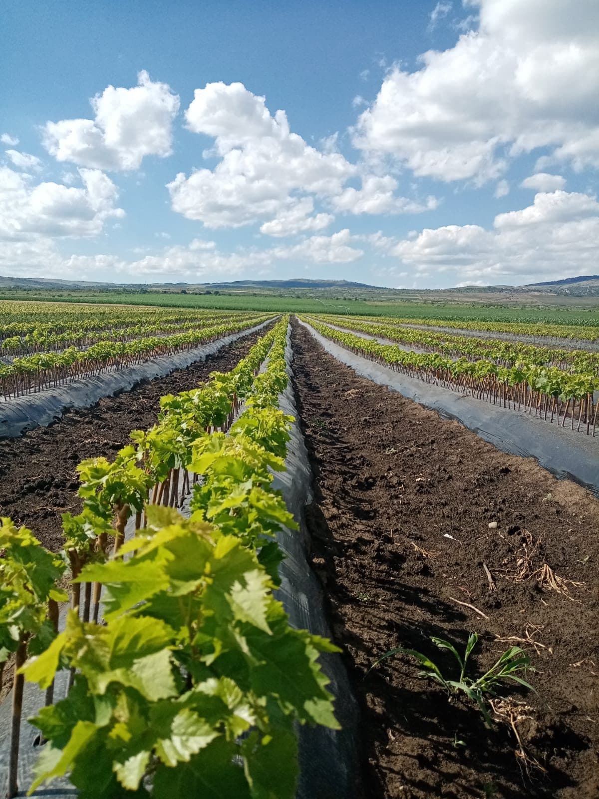 Școala de vite CHEVITIS — butași tineri de viță de vie crescuți în câmp