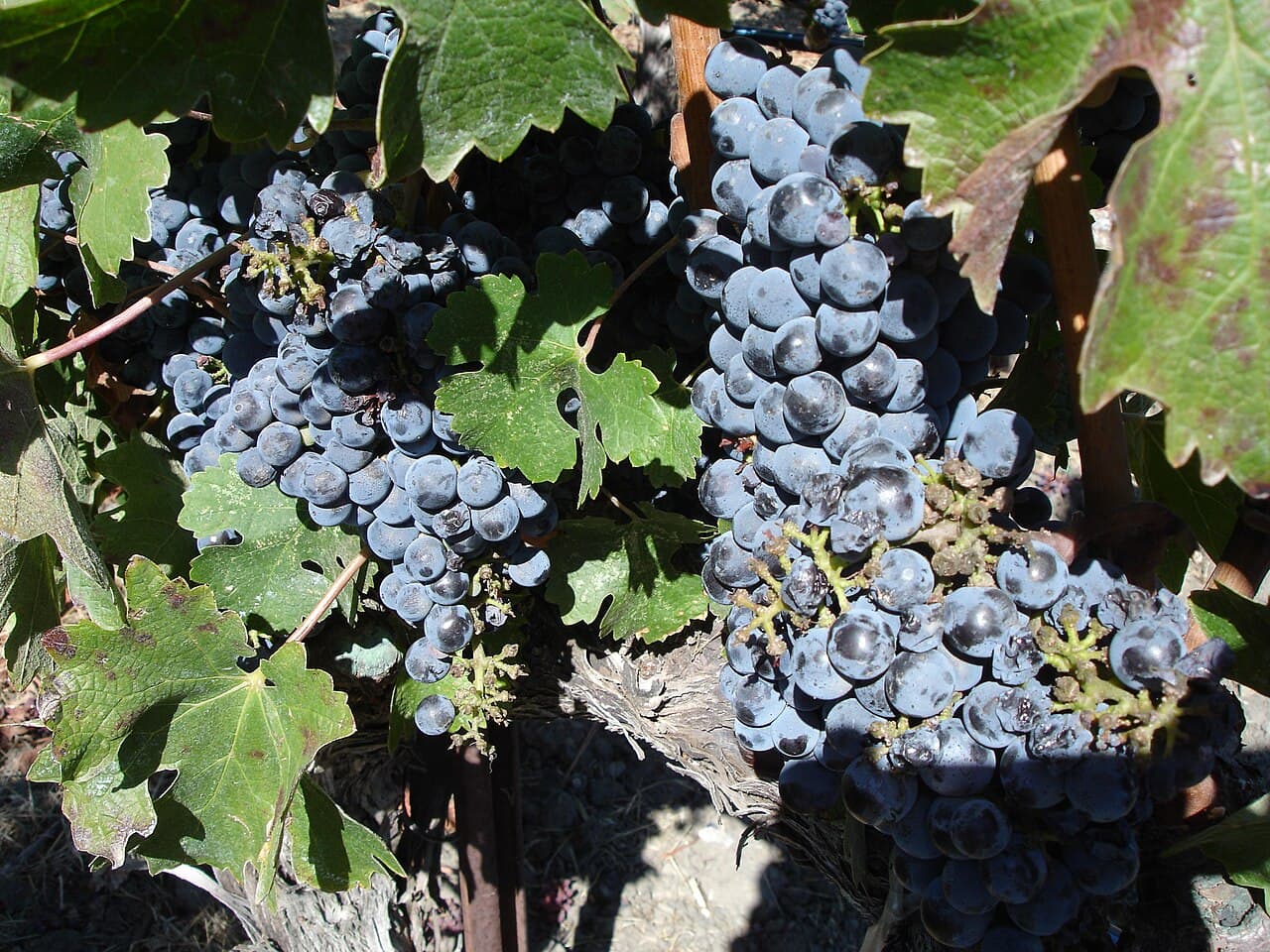Butași Cabernet Sauvignon altoiți — pepinieră CHEVITIS Buzău Butași de viță de vie Cabernet Sauvignon — struguri de vin