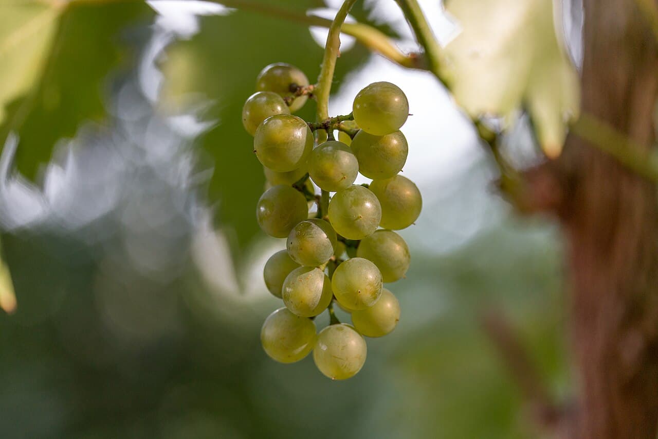 Butași Chasselas Doré (Ceasla) altoiți — pepinieră CHEVITIS Buzău Butași de viță de vie Chasselas Doré (Ceasla) — soiuri mixte