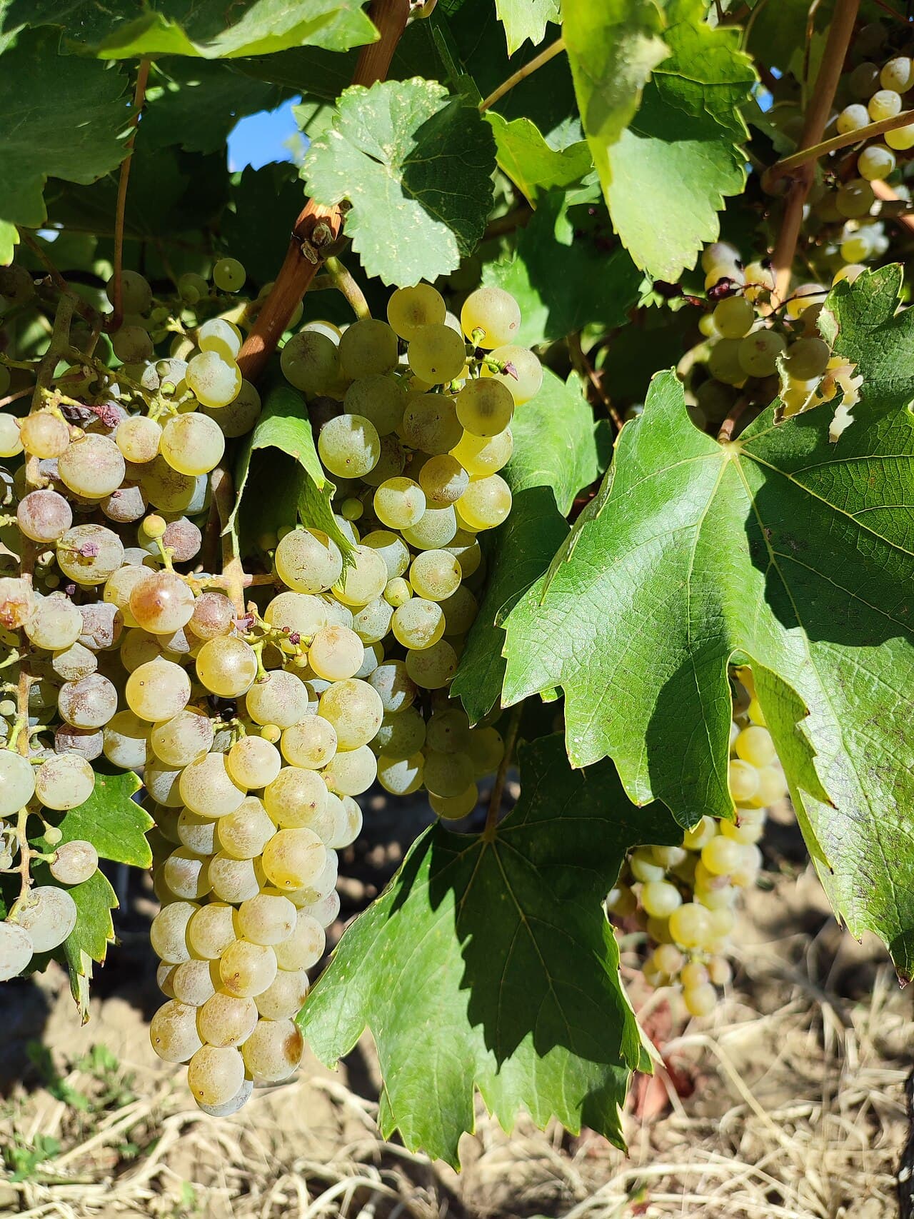 Butași Fetească Regală altoiți — pepinieră CHEVITIS Buzău Butași de viță de vie Fetească Regală — struguri de vin