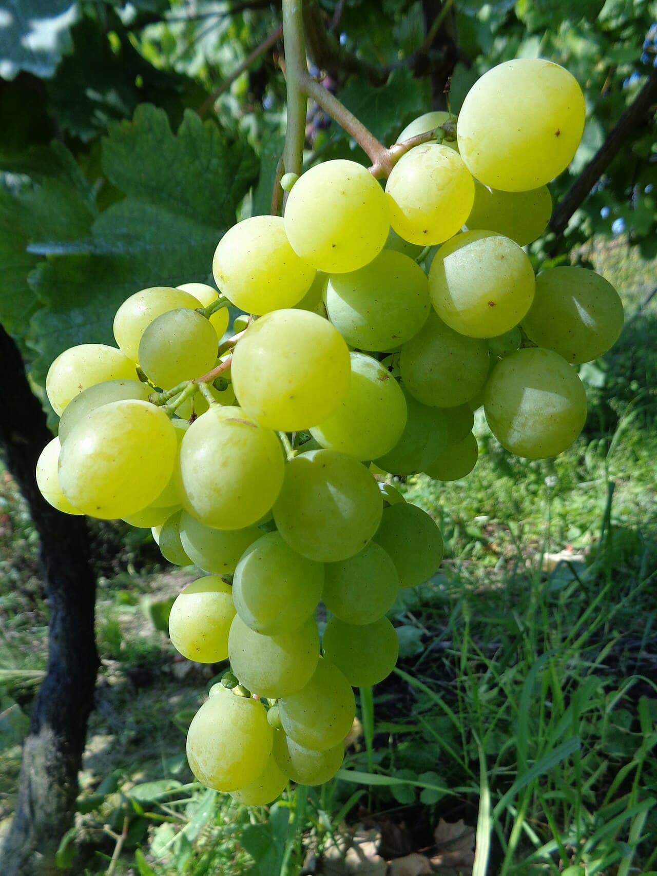 Butași Muscat de Poloskei altoiți — pepinieră CHEVITIS Buzău Butași de viță de vie Muscat de Poloskei — struguri de masă