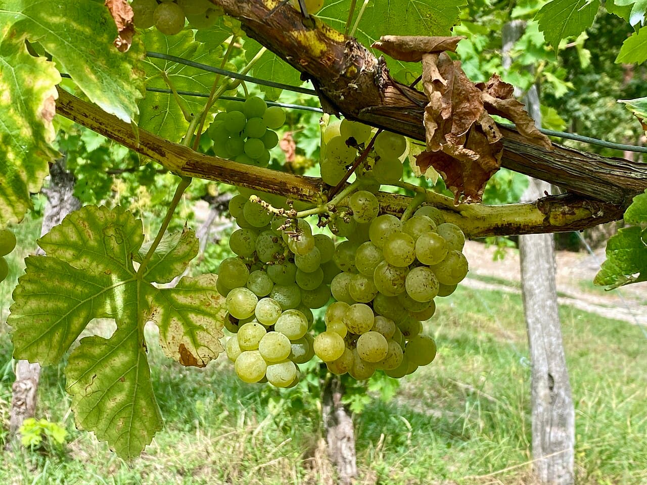 Butași Muscat Ottonel altoiți — pepinieră CHEVITIS Buzău Butași de viță de vie Muscat Ottonel — struguri de vin