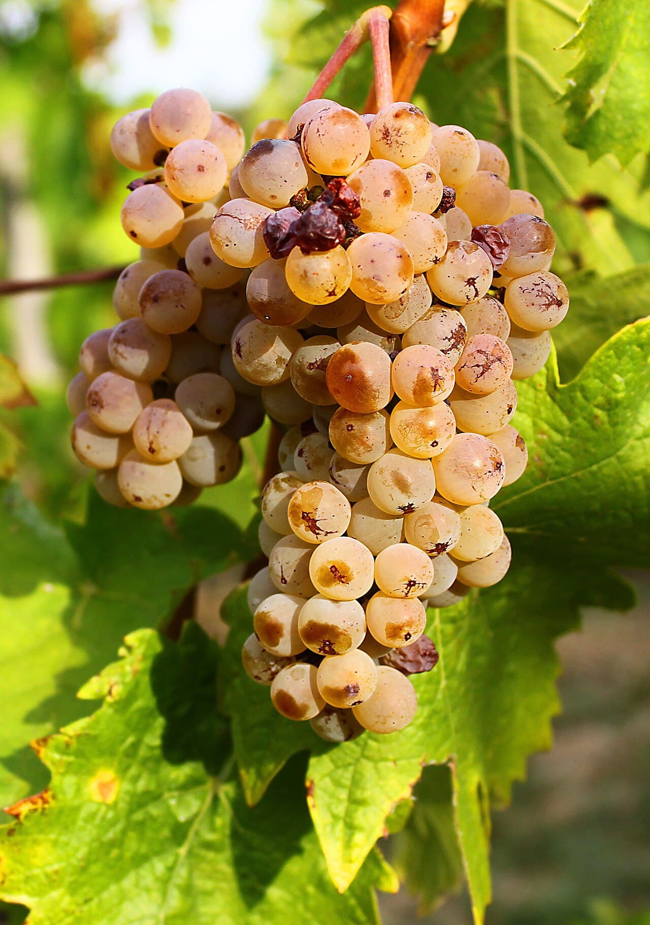 Butași Riesling Italian altoiți — pepinieră CHEVITIS Buzău Butași de viță de vie Riesling Italian — struguri de vin