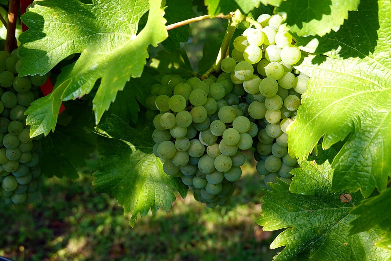 Butași Sauvignon Blanc altoiți — pepinieră CHEVITIS Buzău Butași de viță de vie Sauvignon Blanc — struguri de vin