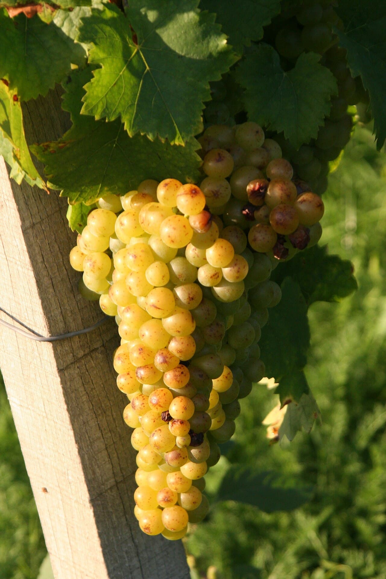 Butași Tămâioasă Românească altoiți — pepinieră CHEVITIS Buzău Butași de viță de vie Tămâioasă Românească — struguri de vin