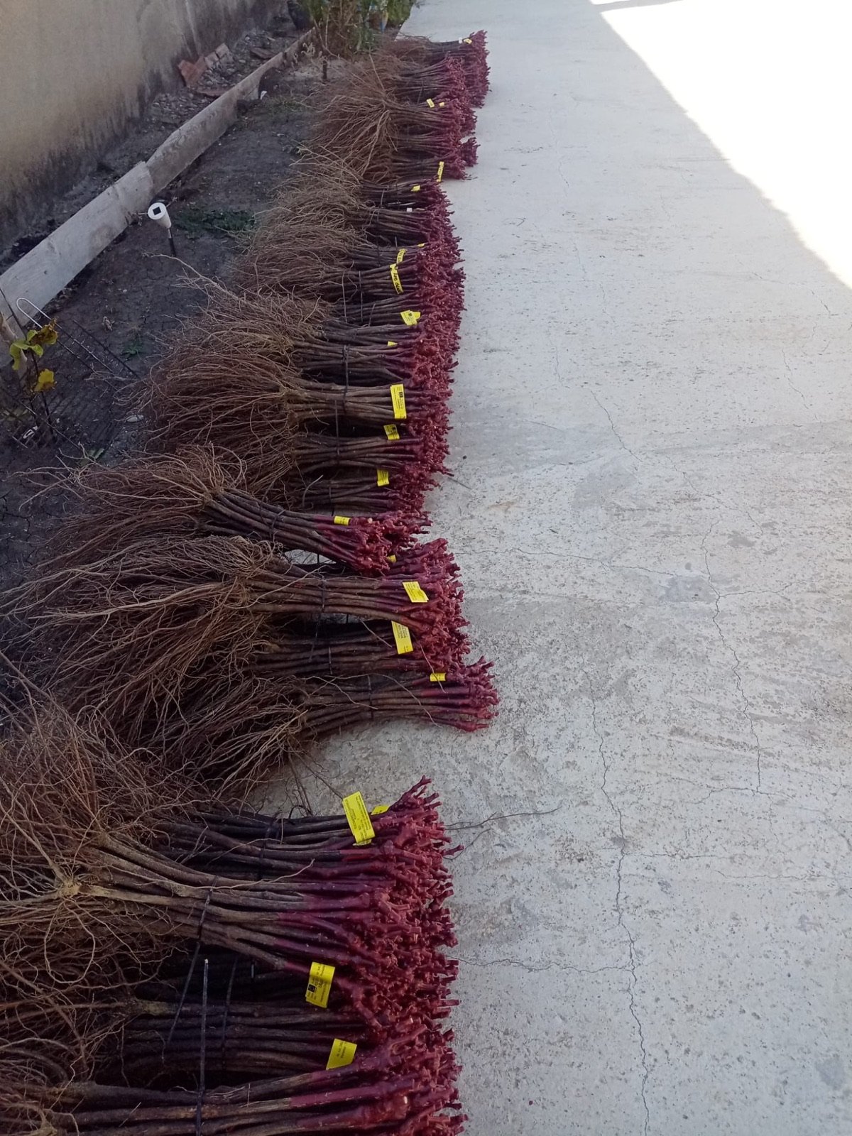 Legături de butași de viță de vie cerați și cu rădăcini, pregătiți pentru plantare
