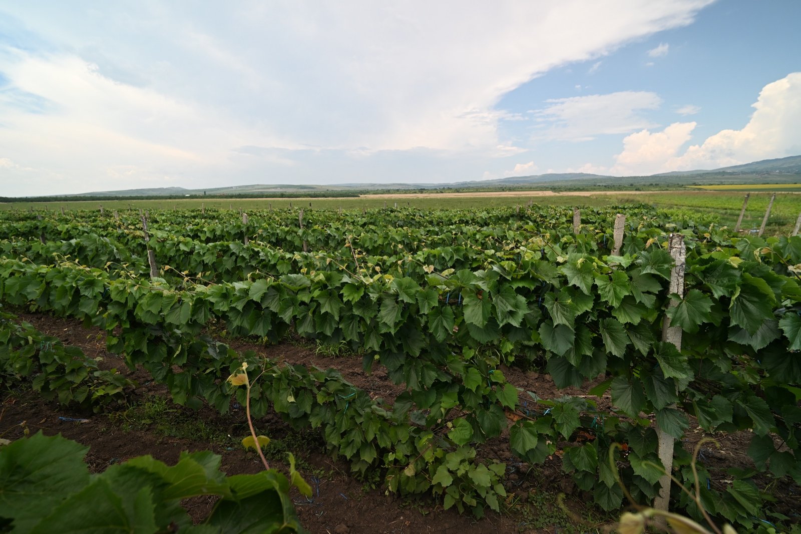 Câmp întins cu viță de vie crescută pe spalier, în pepiniera CHEVITIS din Breaza, Buzău