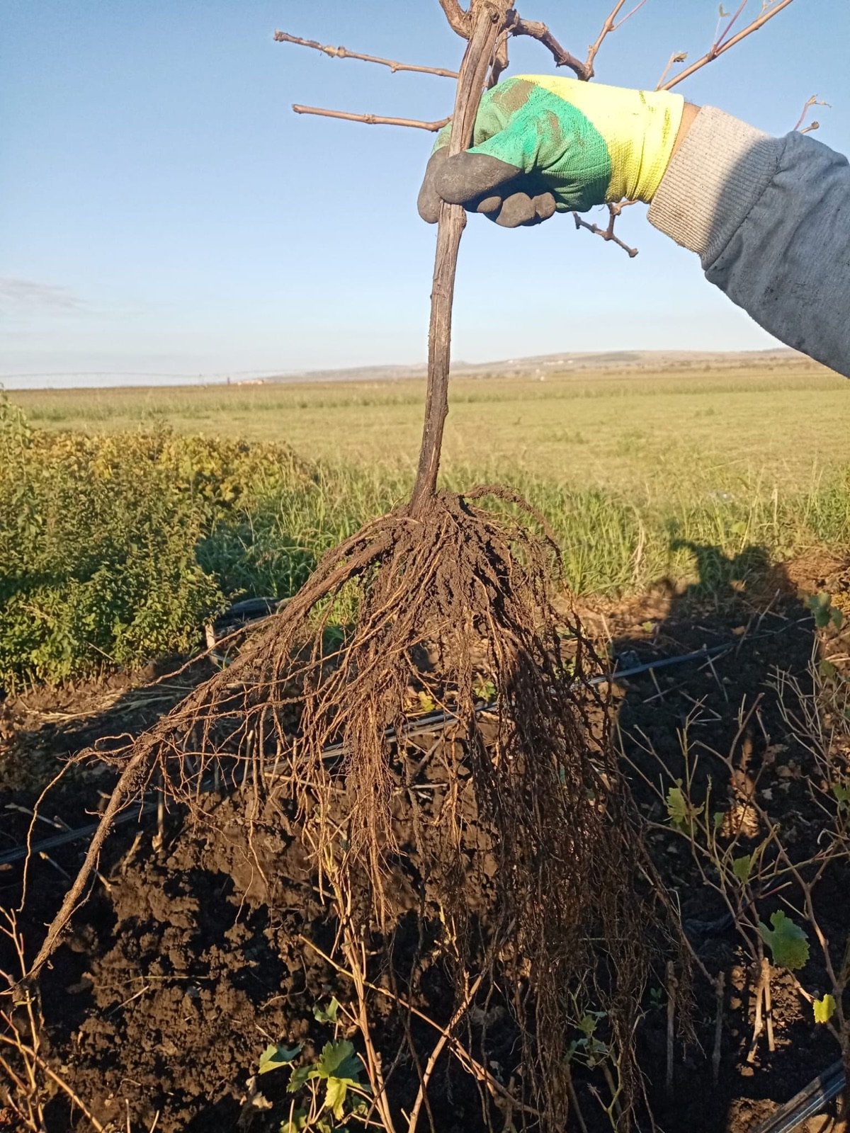 Butaș de portaltoi cu sistem radicular bogat, garanție a calității materialului săditor CHEVITIS