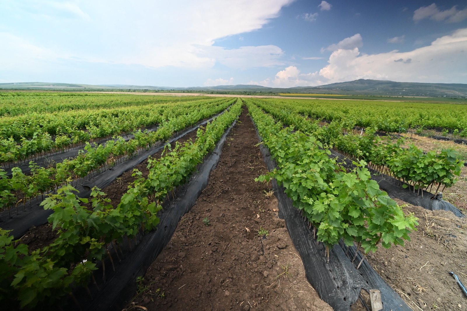 Plantația proprie de portaltoi viticol Teleki 4 SO4-4 BL, de 10.000 mp, din Breaza, Buzău