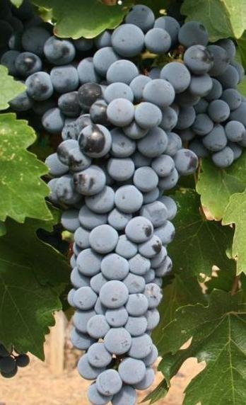 Butași de viță de vie Cabernet Sauvignon — struguri de vin