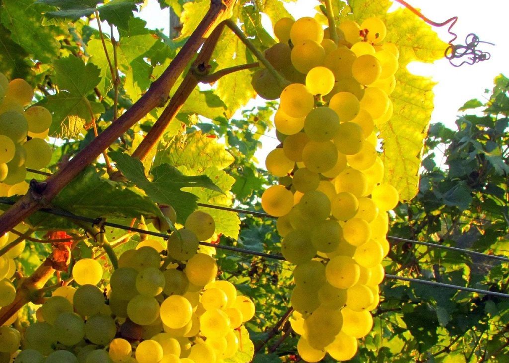 Butași de viță de vie Chasselas Doré (Ceasla) — soiuri mixte