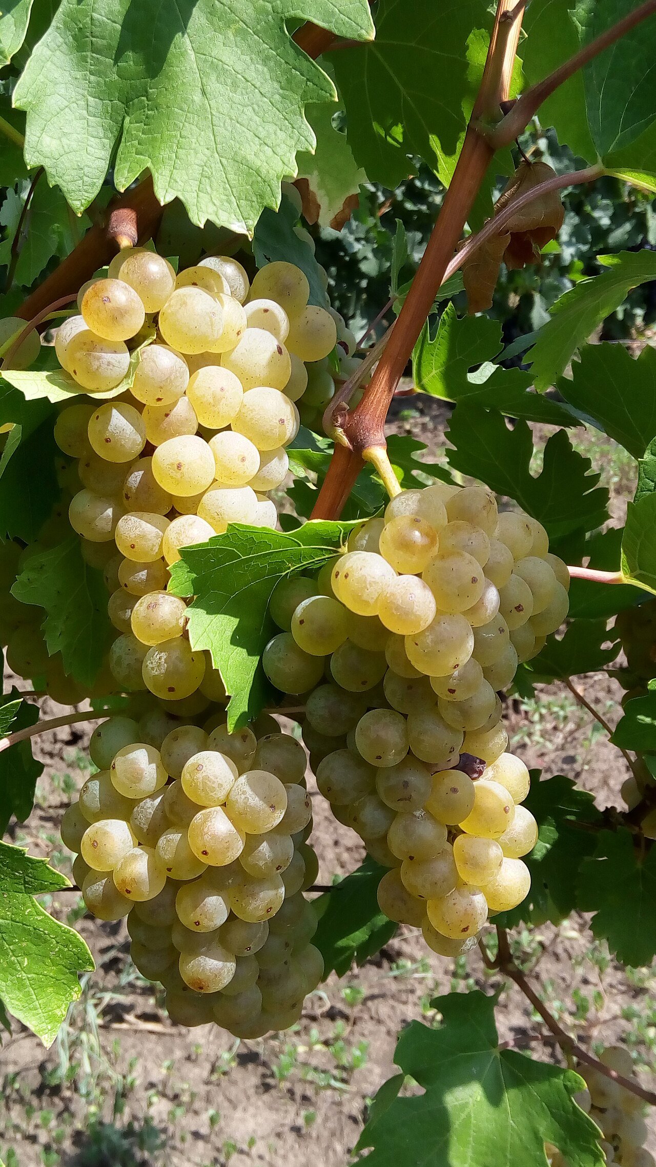Butași de viță de vie Fetească Albă — struguri de vin