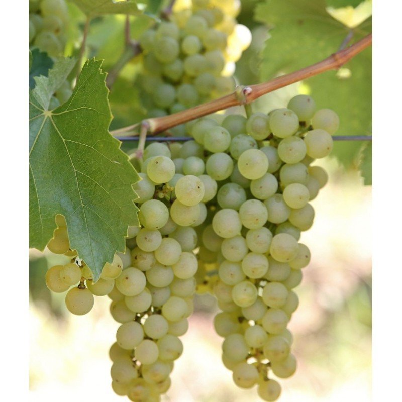 Butași de viță de vie Fetească Regală — struguri de vin