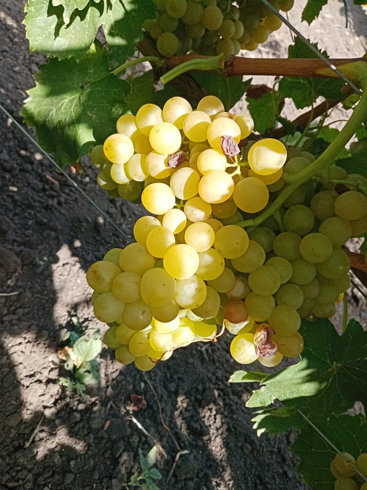 Butași de viță de vie Italia — struguri de masă