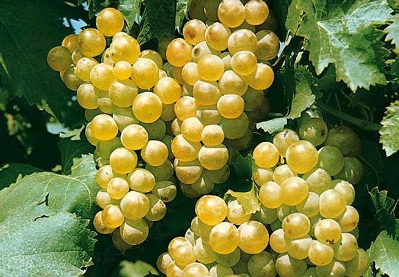 Butași de viță de vie Muscat Ottonel — struguri de vin