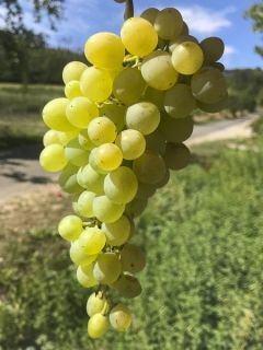 Butași de viță de vie Perlette (Perletă) — struguri de masă