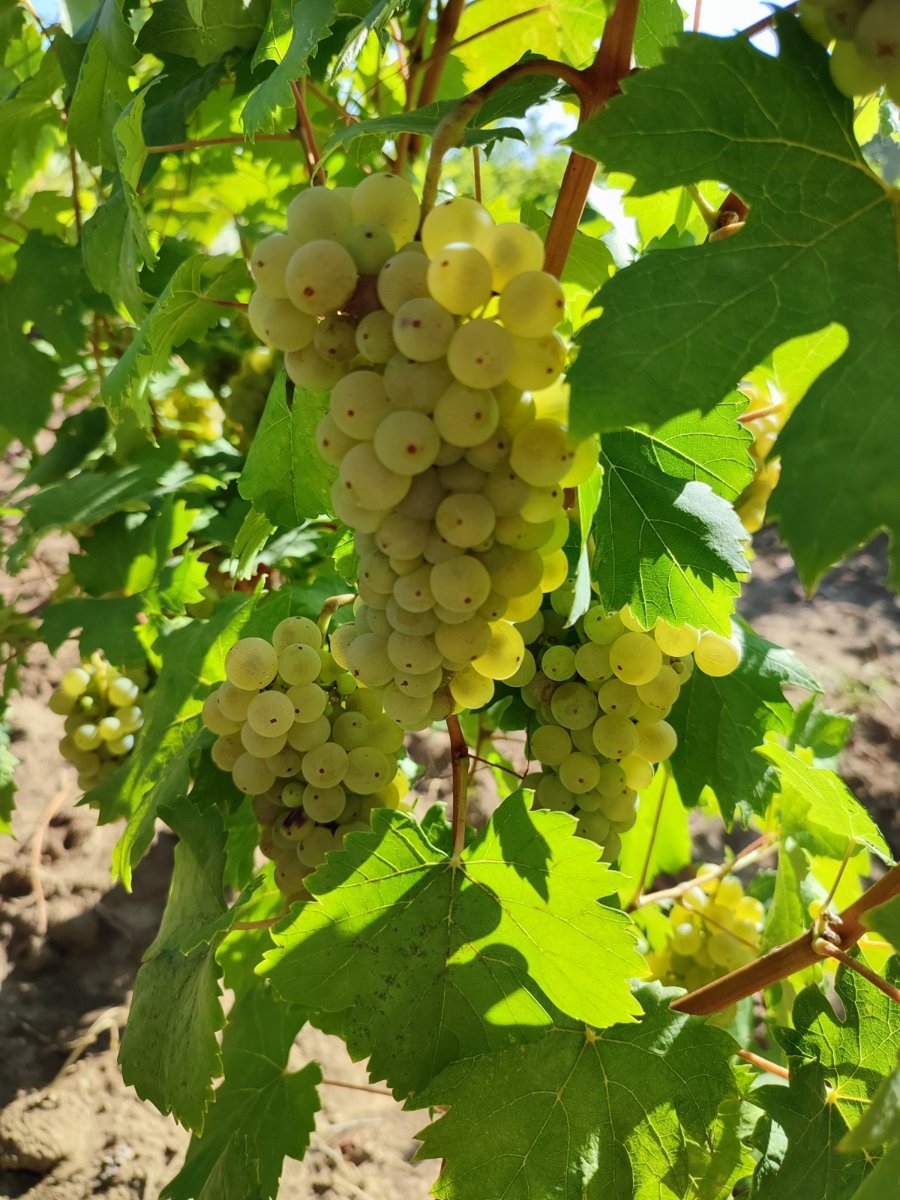 Butași de viță de vie Riesling Italian — struguri de vin