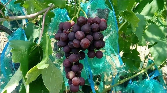 Butași de viță de vie Rosfor — struguri de masă
