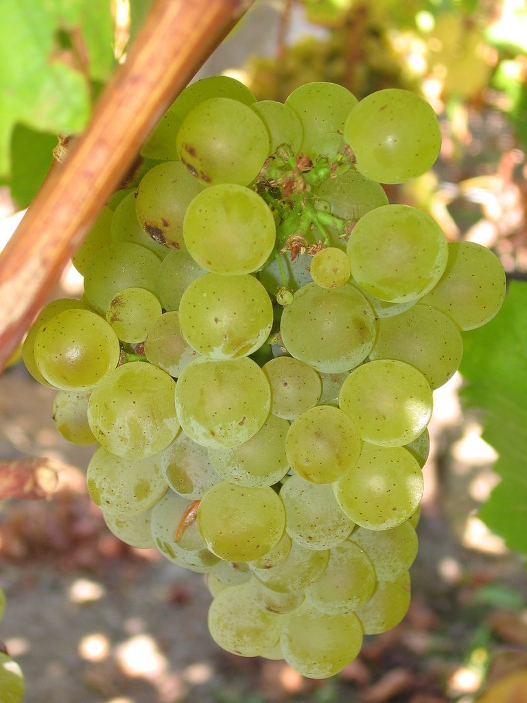 Butași de viță de vie Sauvignon Blanc — struguri de vin